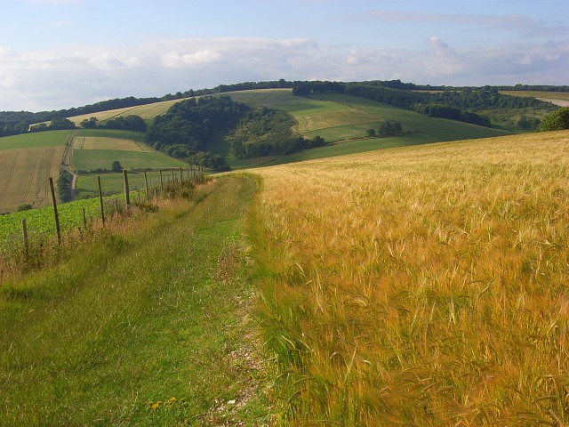 File:Barley, Upwaltham - geograph.org.uk - 893346.jpg