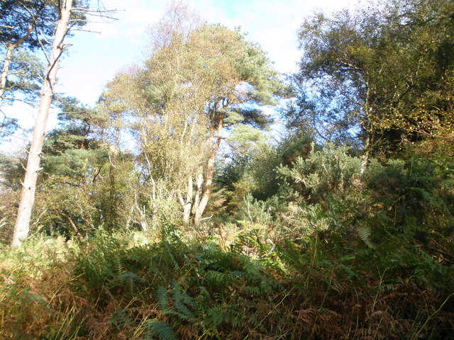 File:Barnauld Wood ,Bute - geograph.org.uk - 1519782.jpg