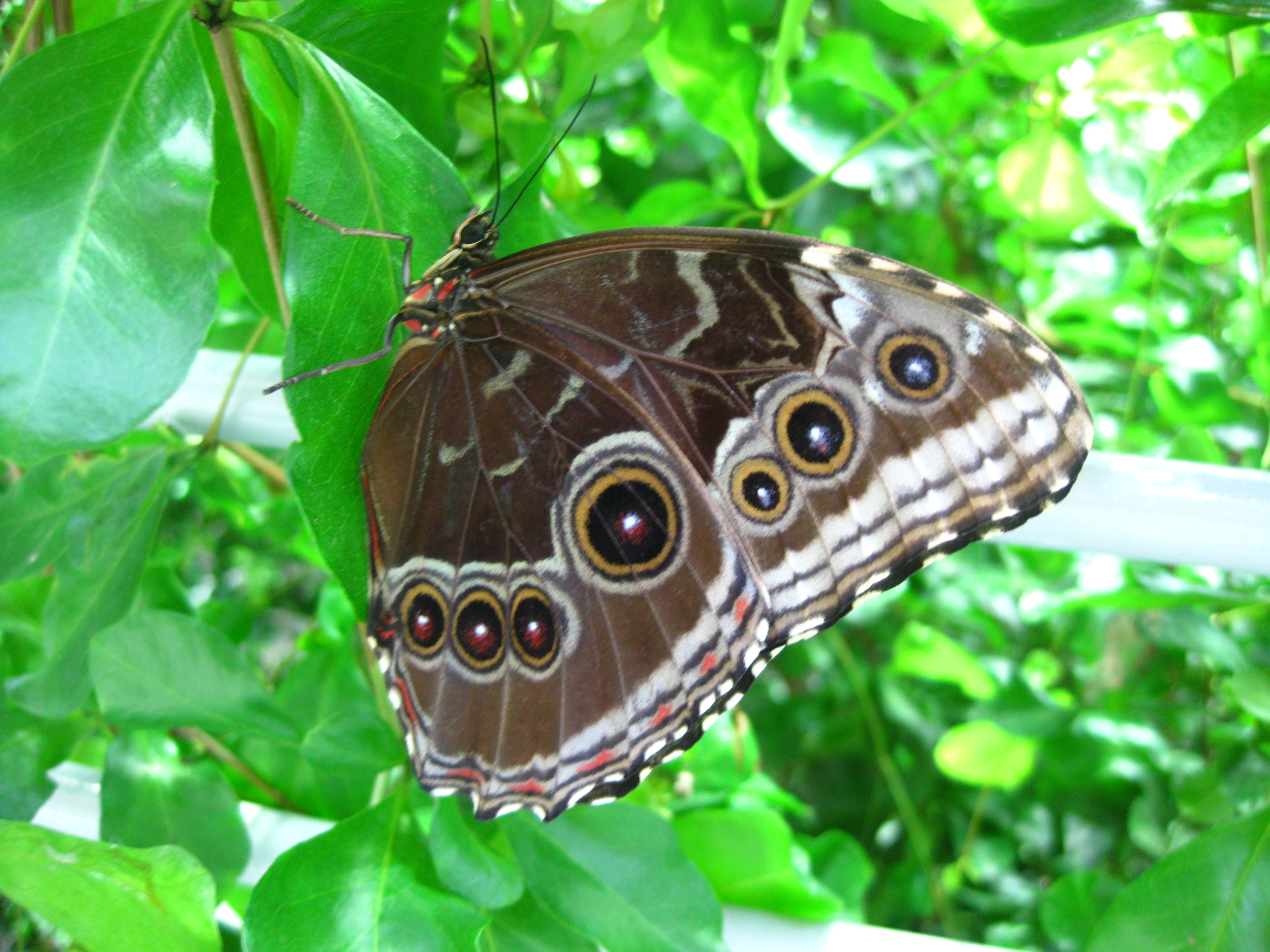 Морфа русский. Morpho peleides. Бабочка Морфо. Бабочка голубая МОРФА. Нимфалиды Морфо.