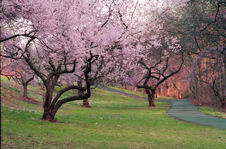 Best Places to See Cherry Blossoms in New Jersey