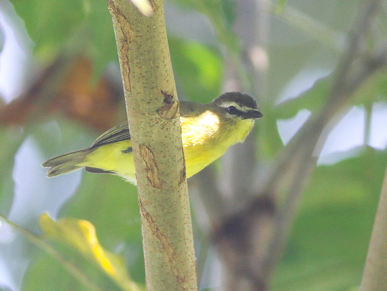 File:Brown-capped Tyrannulet (Ornithion brunneicapillus) (8079747729).jpg