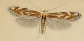 <i>Bucculatrix maritima</i> Species of moth in genus Bucculatrix