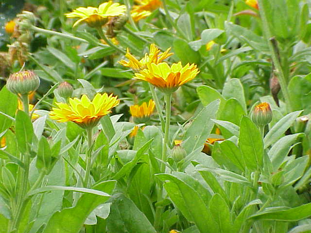 File:Calendula officinalis2.jpg