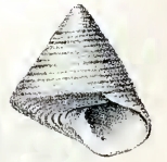 Calliostoma legrandi