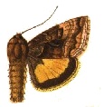 Caloplusia ignea.jpg