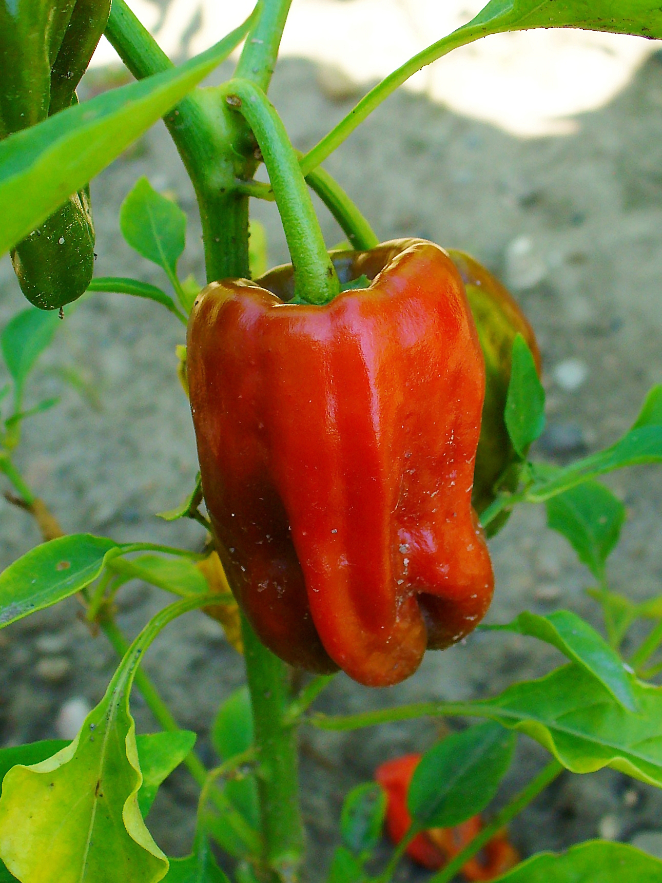 File:Green-Bell-Pepper.jpg - Wikimedia Commons