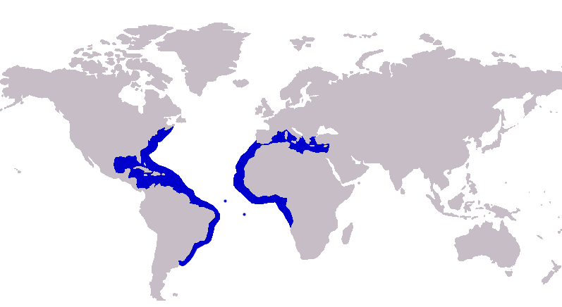 File:Caranx hippos distribution.png