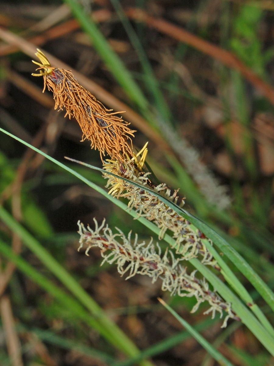 Macropodia rostrata фото