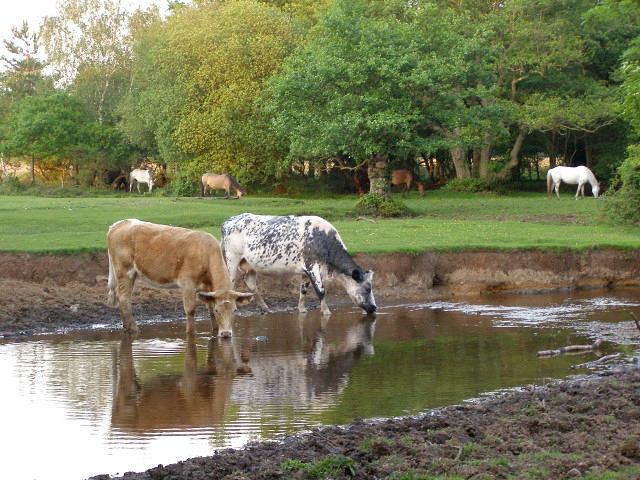 File:Cattle drinking at Pottern Ford, New Forest - geograph.org.uk - 182753.jpg