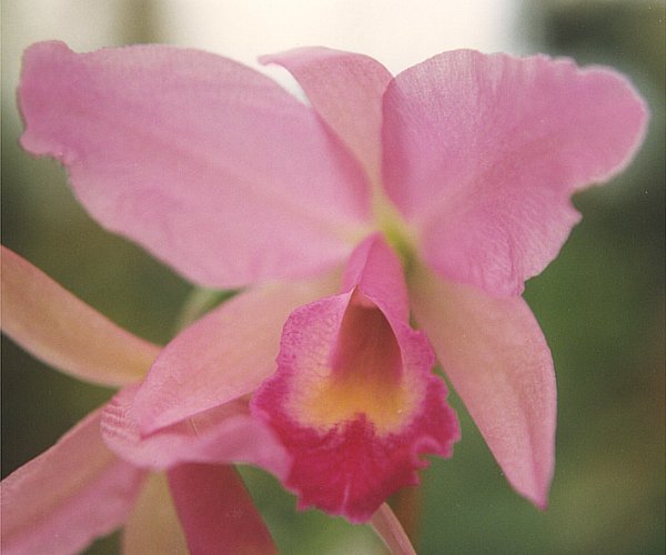 File:Cattleya Portia.jpg