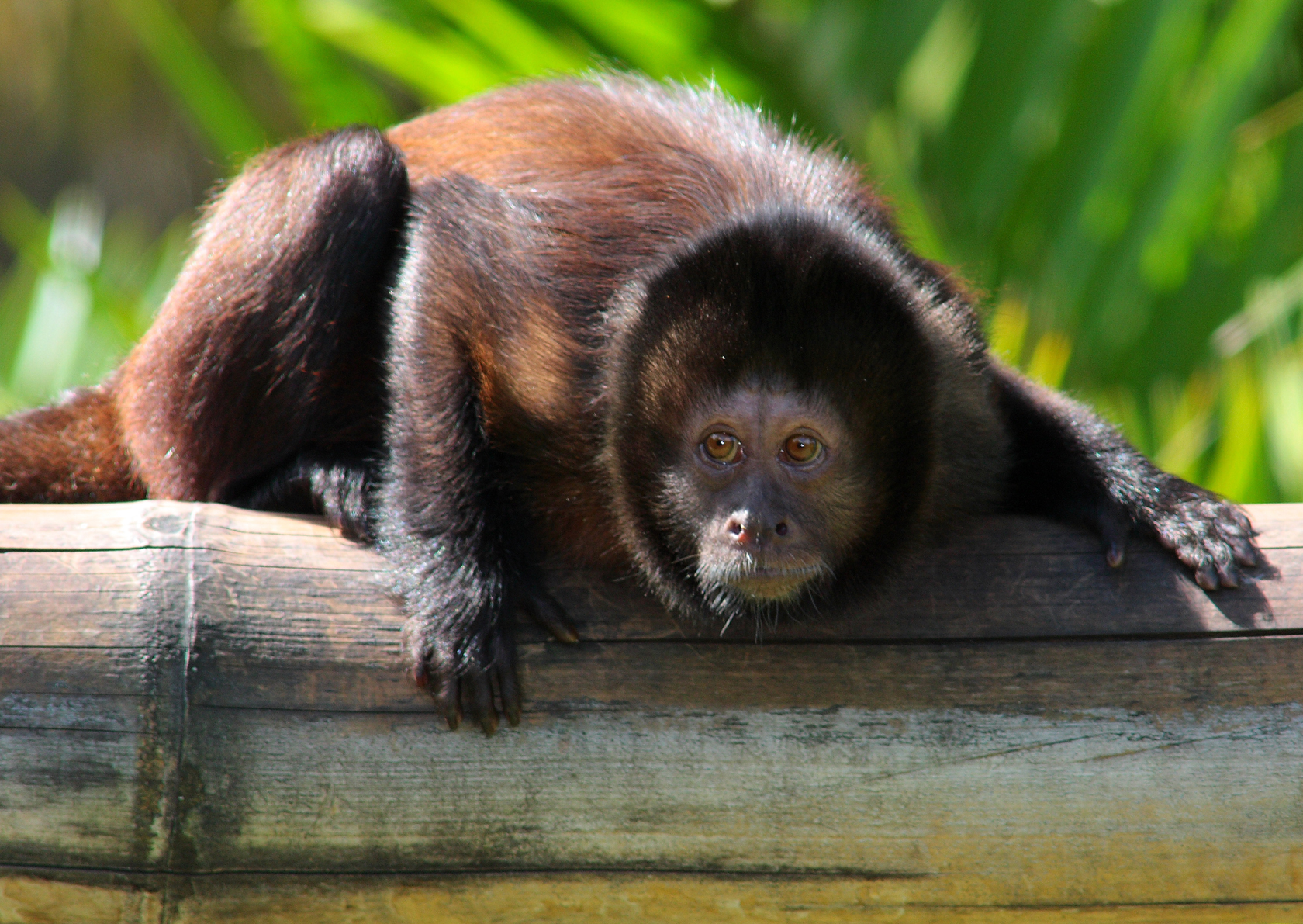 File:Macaco-prego (Cebus apella).jpg - Wikimedia Commons