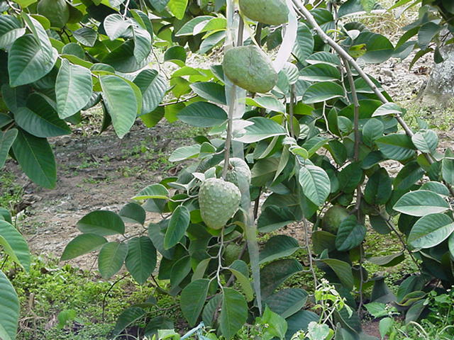 File:Cherimoya fruits.jpg