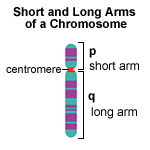 File:Chromarms.gif