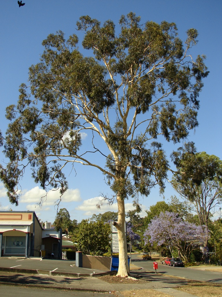 Gum Eucalyptus Citriodora Tall Tree