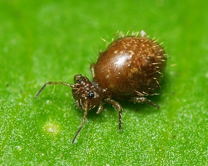 https://upload.wikimedia.org/wikipedia/commons/b/bf/Dark.round.springtail.2.jpg