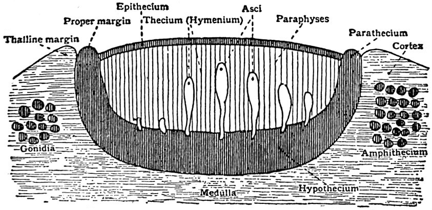 lichen labeled diagram