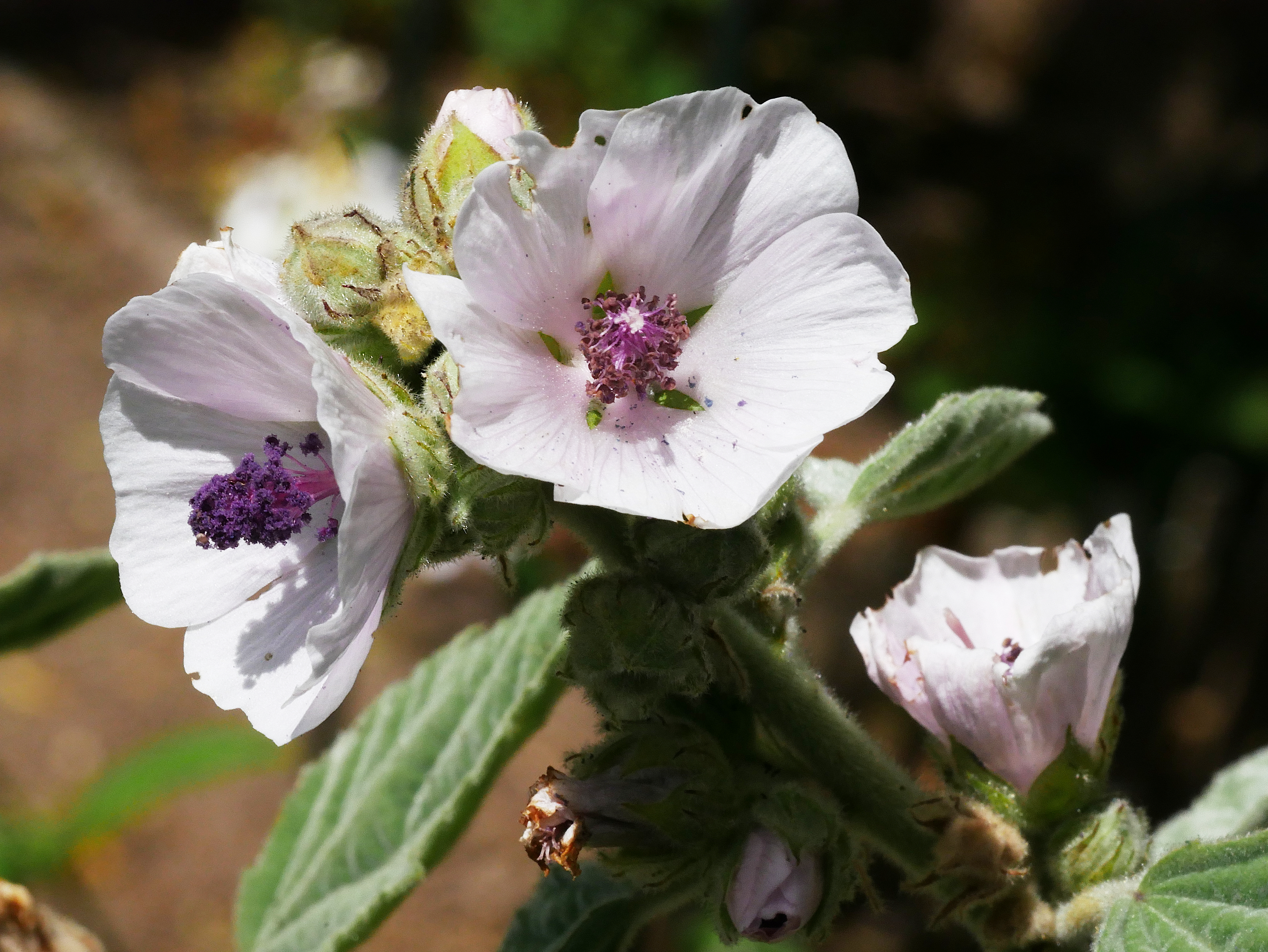 Althaea officinalis