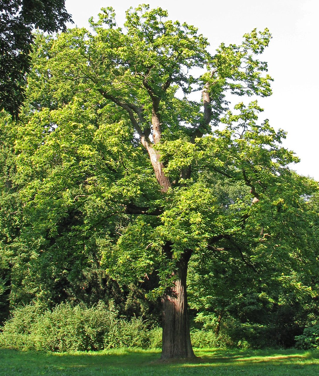 Castanea Sativa дерево