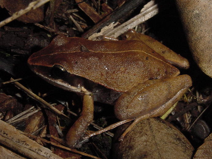 File:Eleutherodactylus dimidiatus01.jpg