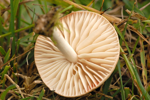 File:Entoloma.excentricum2.-.lindsey.jpg