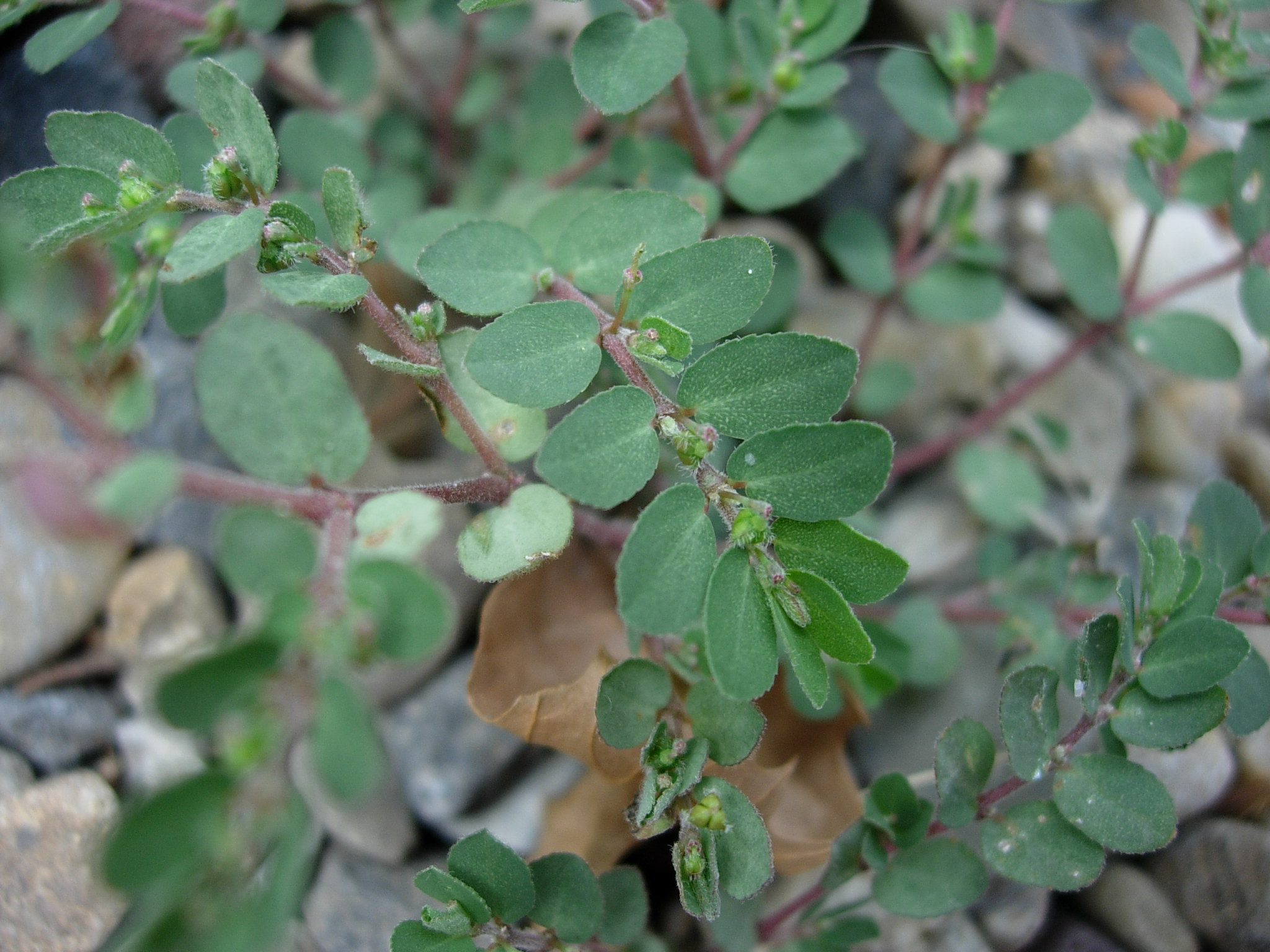 euphorbia prostrate