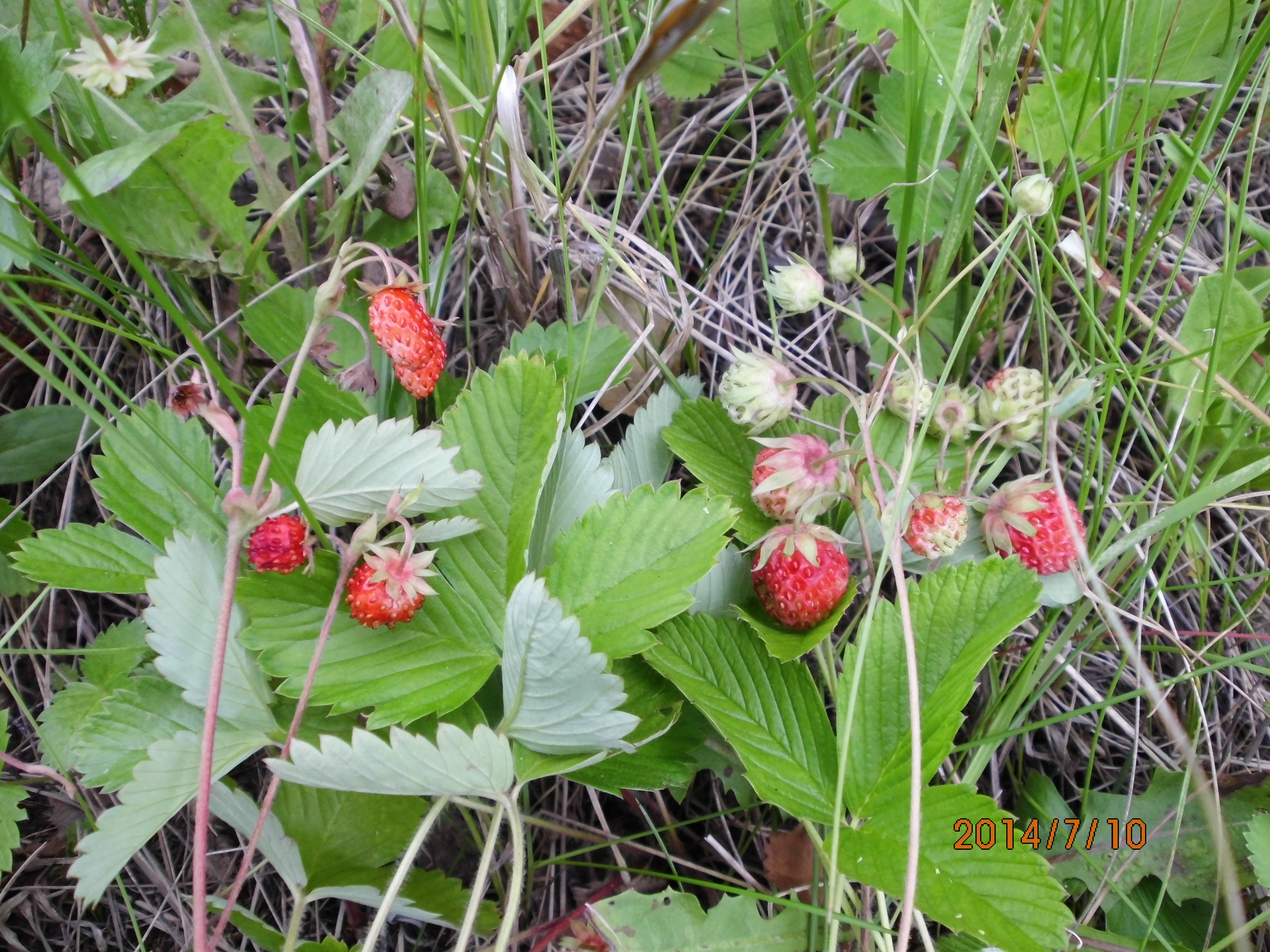 Fruit-left-Fragaria_vesca,right-Fragaria