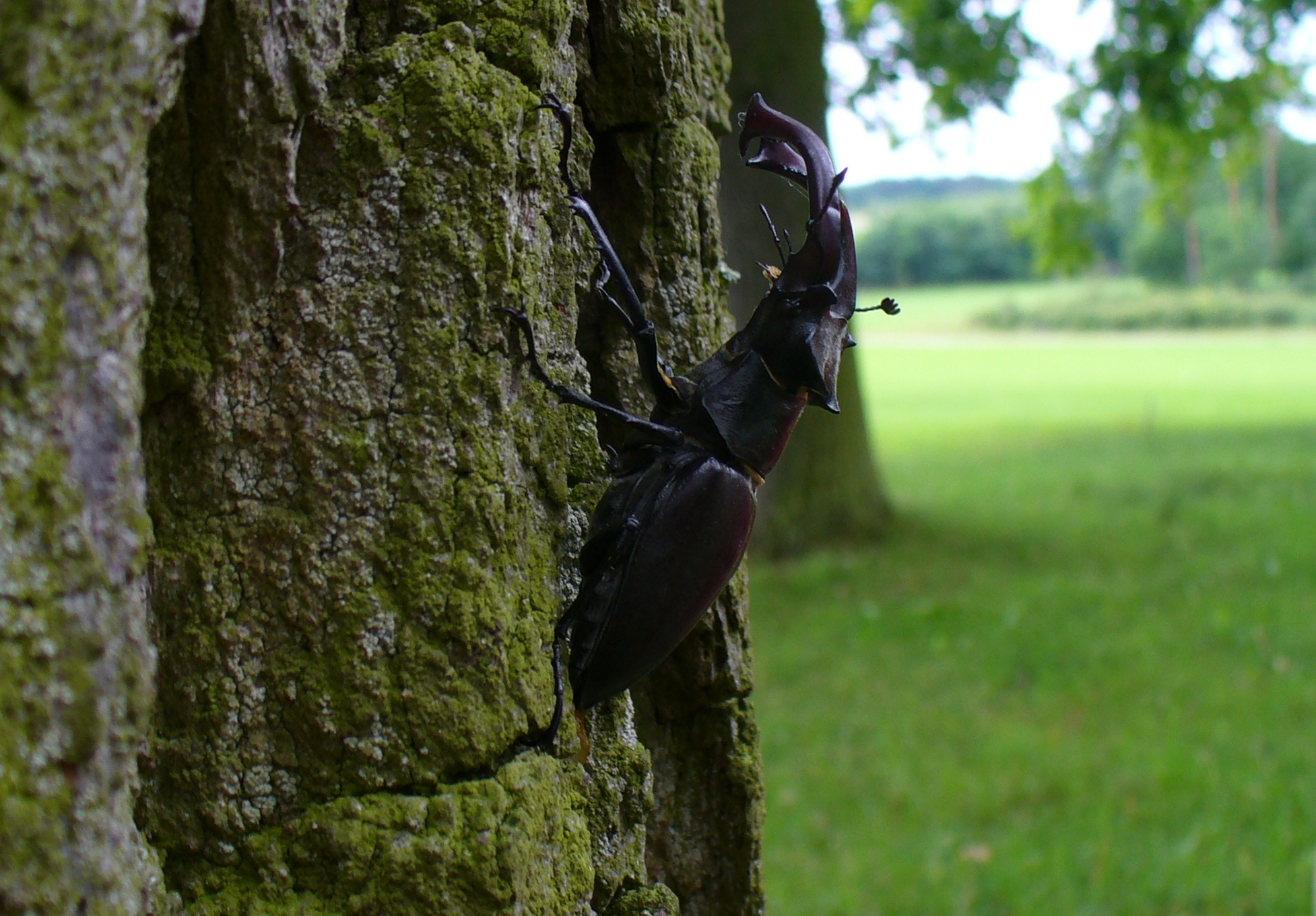 HirschkäferSeenheimBaum.JPG