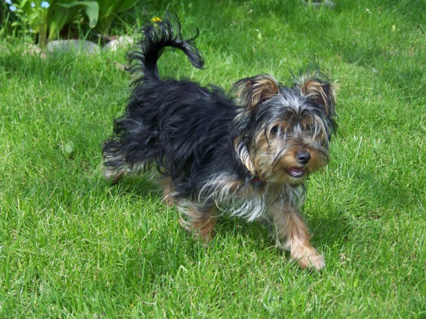 Holly the Yorkshire Terrier