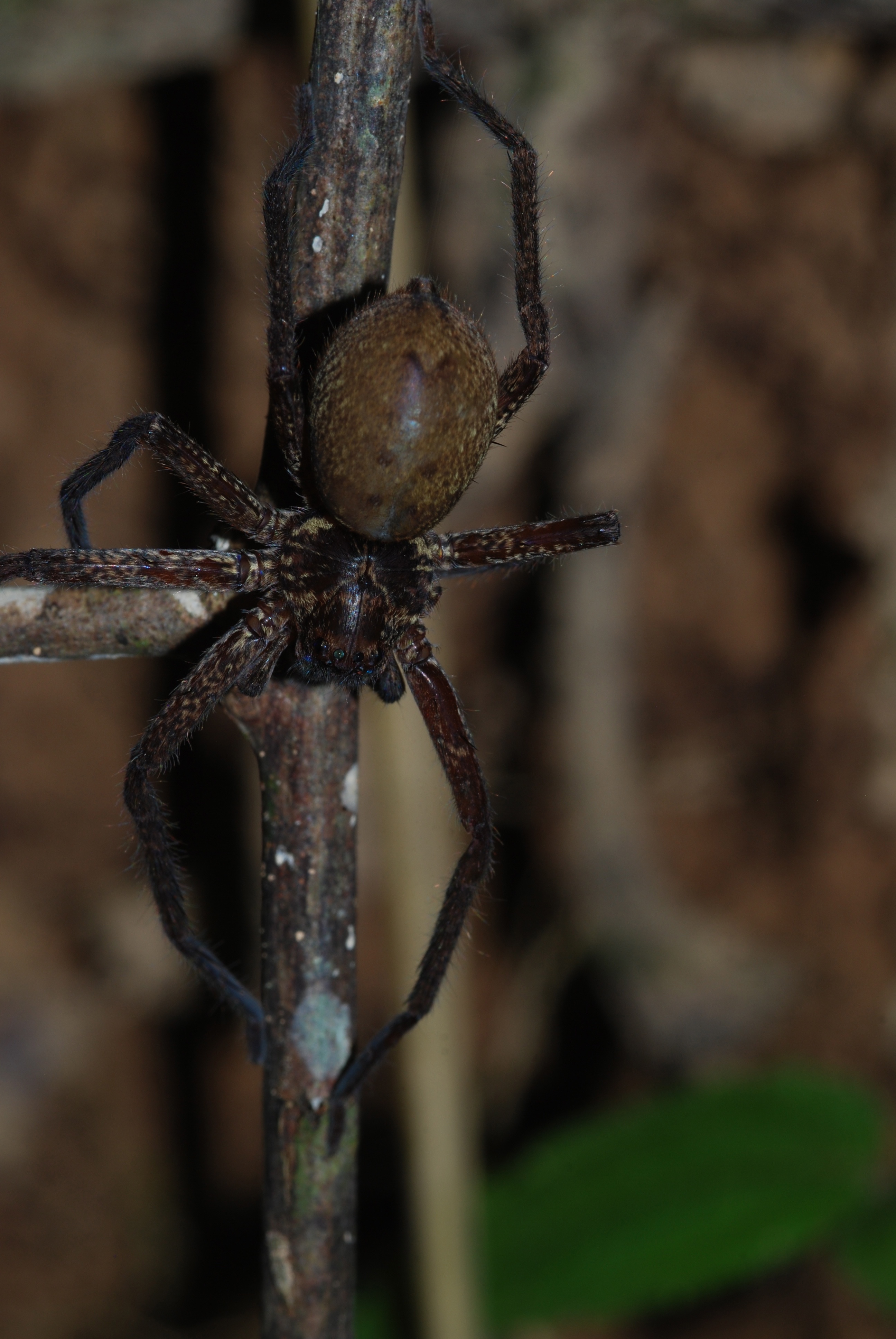 Huntsman Spider (Sparassidae) (8677429297).jpg