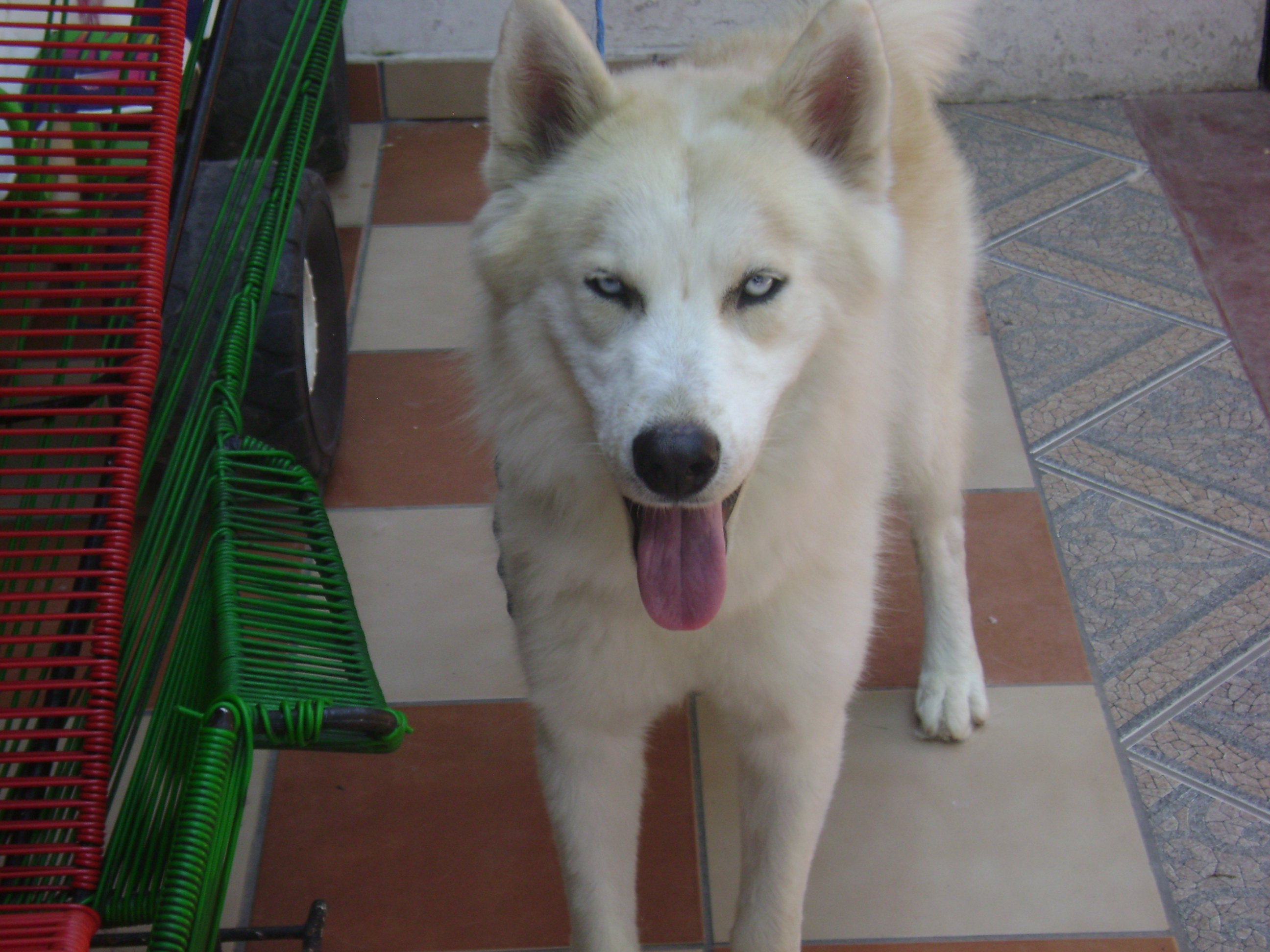 albino husky