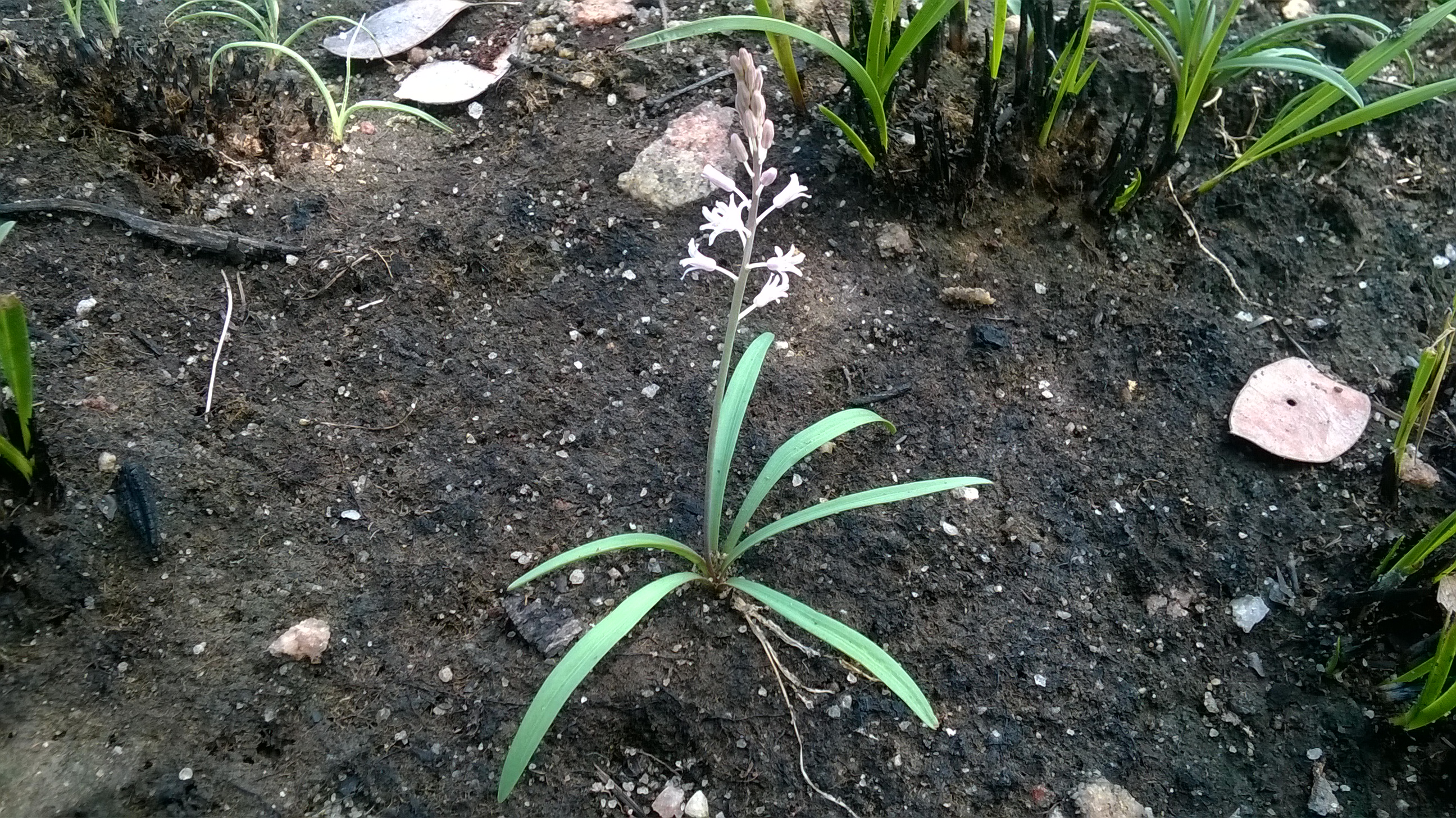 Hyacinthaceae - Mocuba (16345343533).jpg