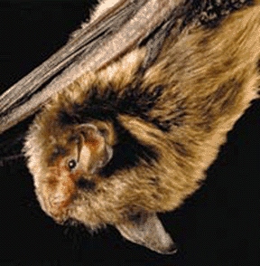 A Indiana bat gets as old as 20 years