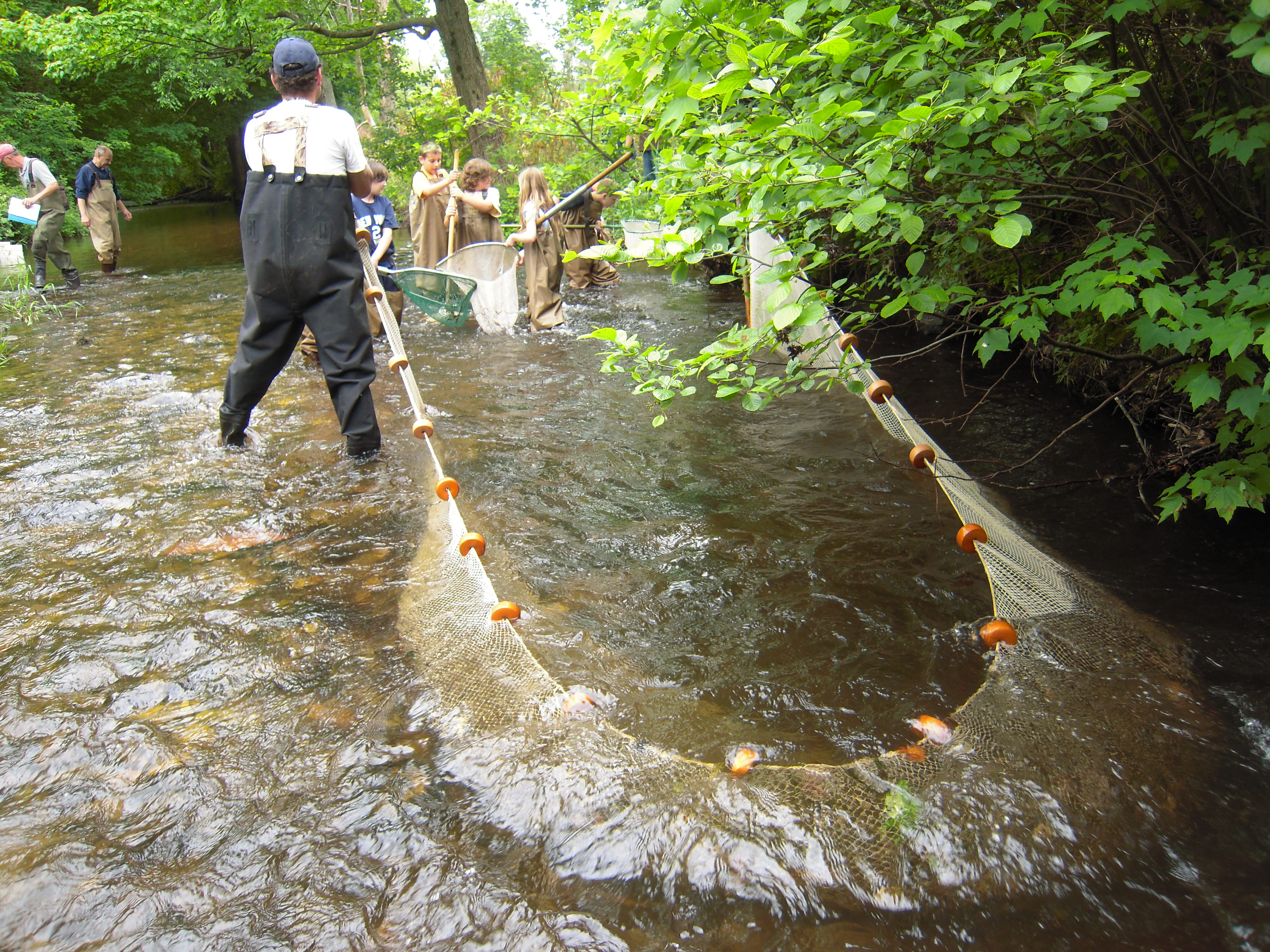 File:Larger net set to catch stream species (4741799129).jpg - Wikimedia  Commons