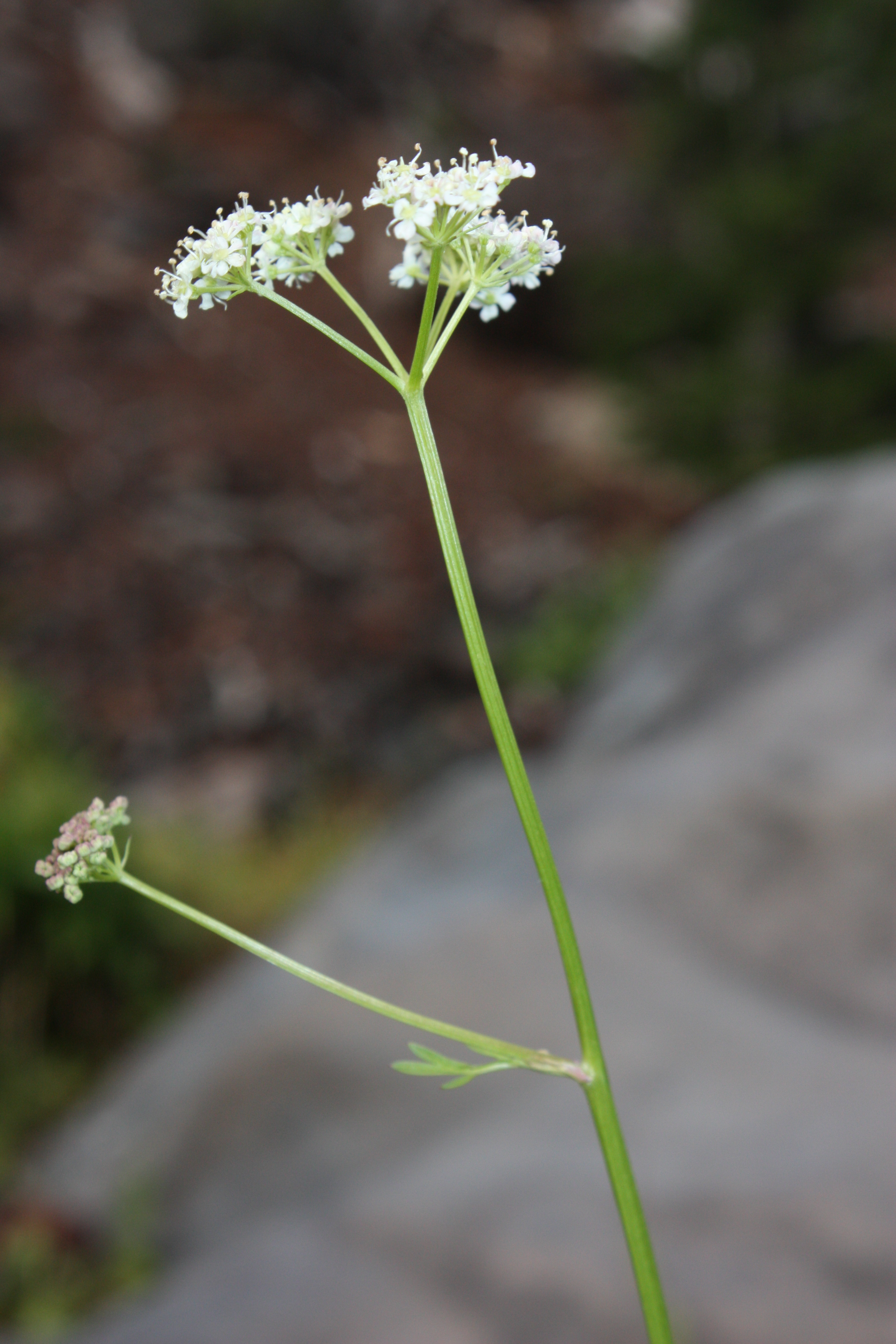 Small white flowers - photos of Ligusticum Grayi, Apiaceae