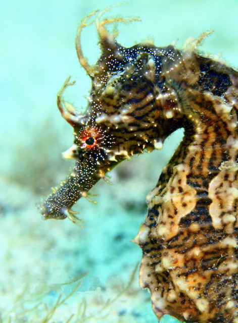 Lined seahorse Wikipedia