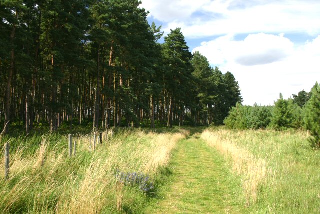 Little Ouse Path, Thetford Forest - geograph.org.uk - 518142