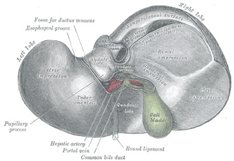 Lever inferior.jpg