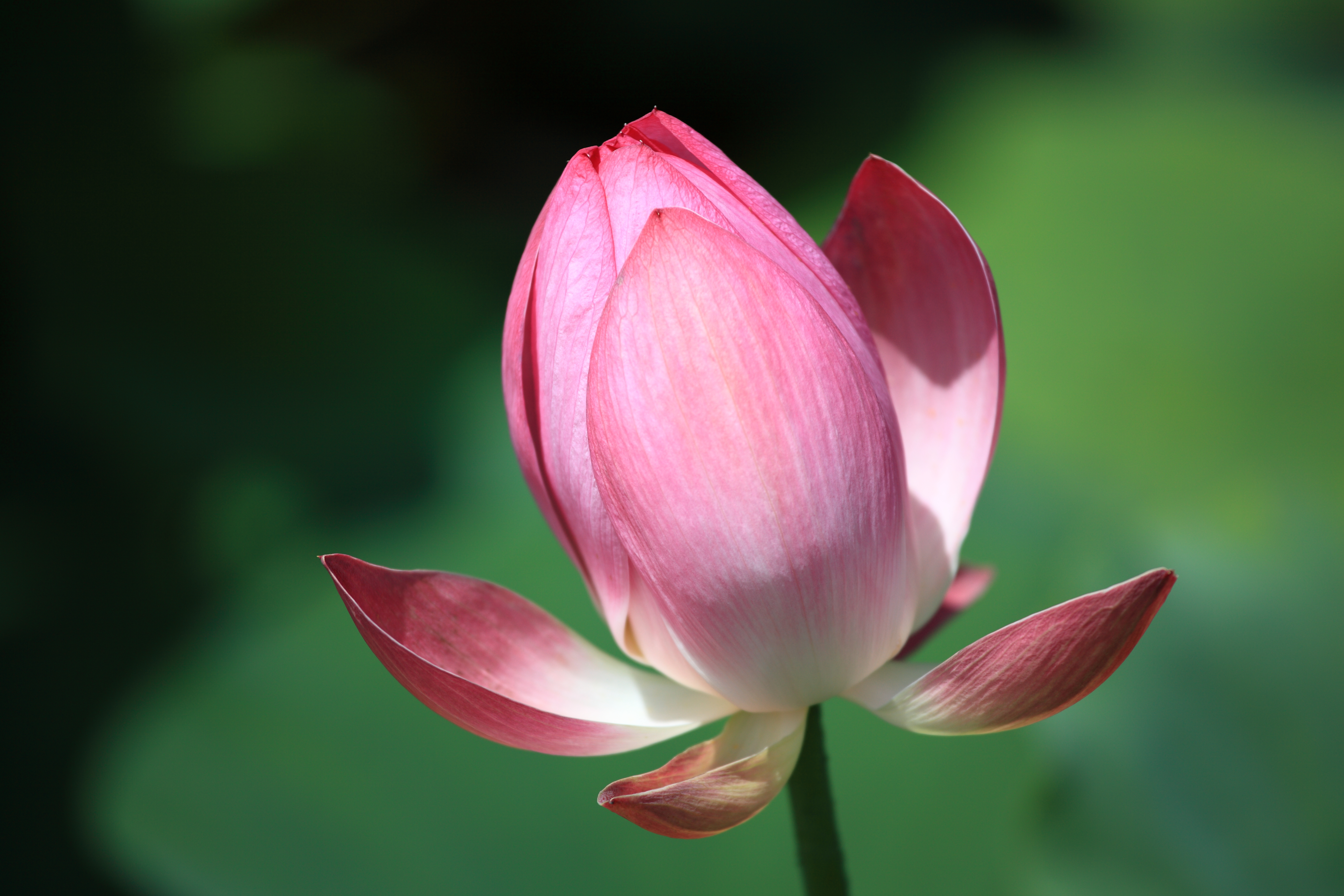 File Lotus Bud At Aquatic Plant Garden 09 Jpg Wikimedia Commons