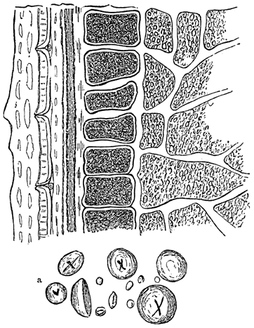 File:Meyers b7 s0264 b2.png