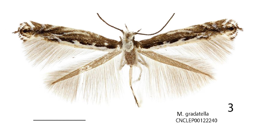 Micrurapteryx gradatella