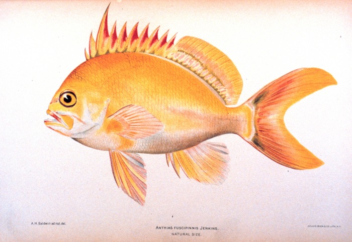 File:Odontanthias fuscipinnis.jpg