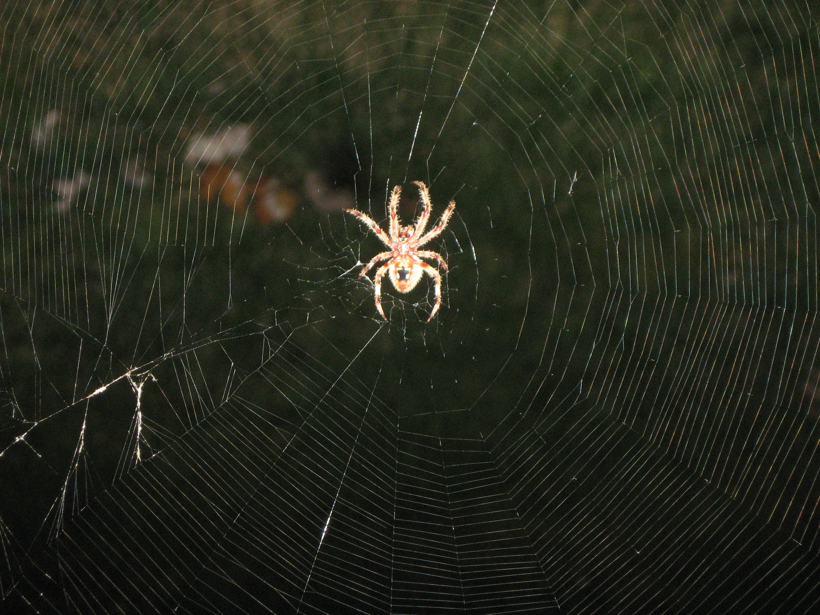 Orb Weaving Spider.Jpeg. 