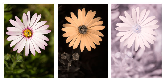 File:Osteospermum-ecklonis-flower-Vis-UV-IR-comparison.jpg