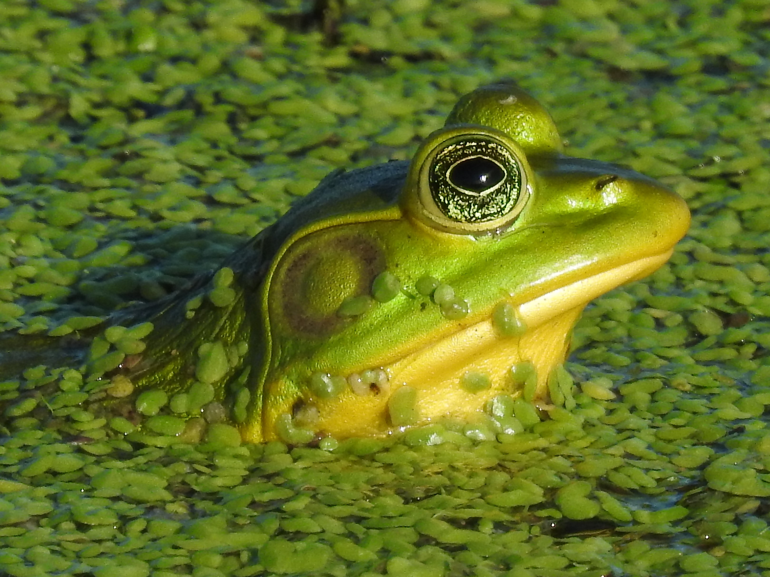 frog catching prey