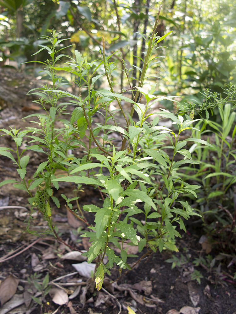 File Planta de Paico Chenopodium ambrosioides .jpg Wikimedia