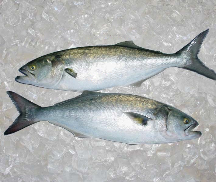 Луфарь черноморский. Pomatomus saltatrix. Белый луфарь. Bluefish рыба. Луфарь вектор.