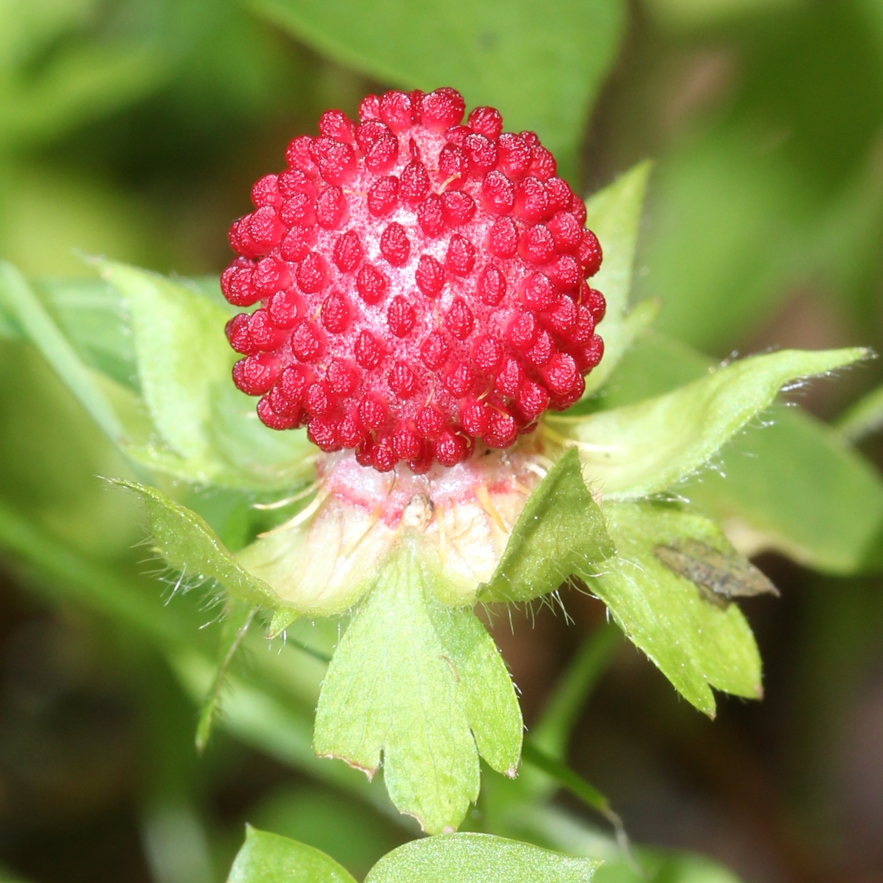 File Potentilla Hebiichigo Fruits S4 Jpg Wikimedia Commons