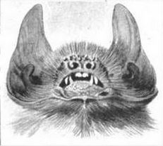 Davys naked-backed bat species of mammal