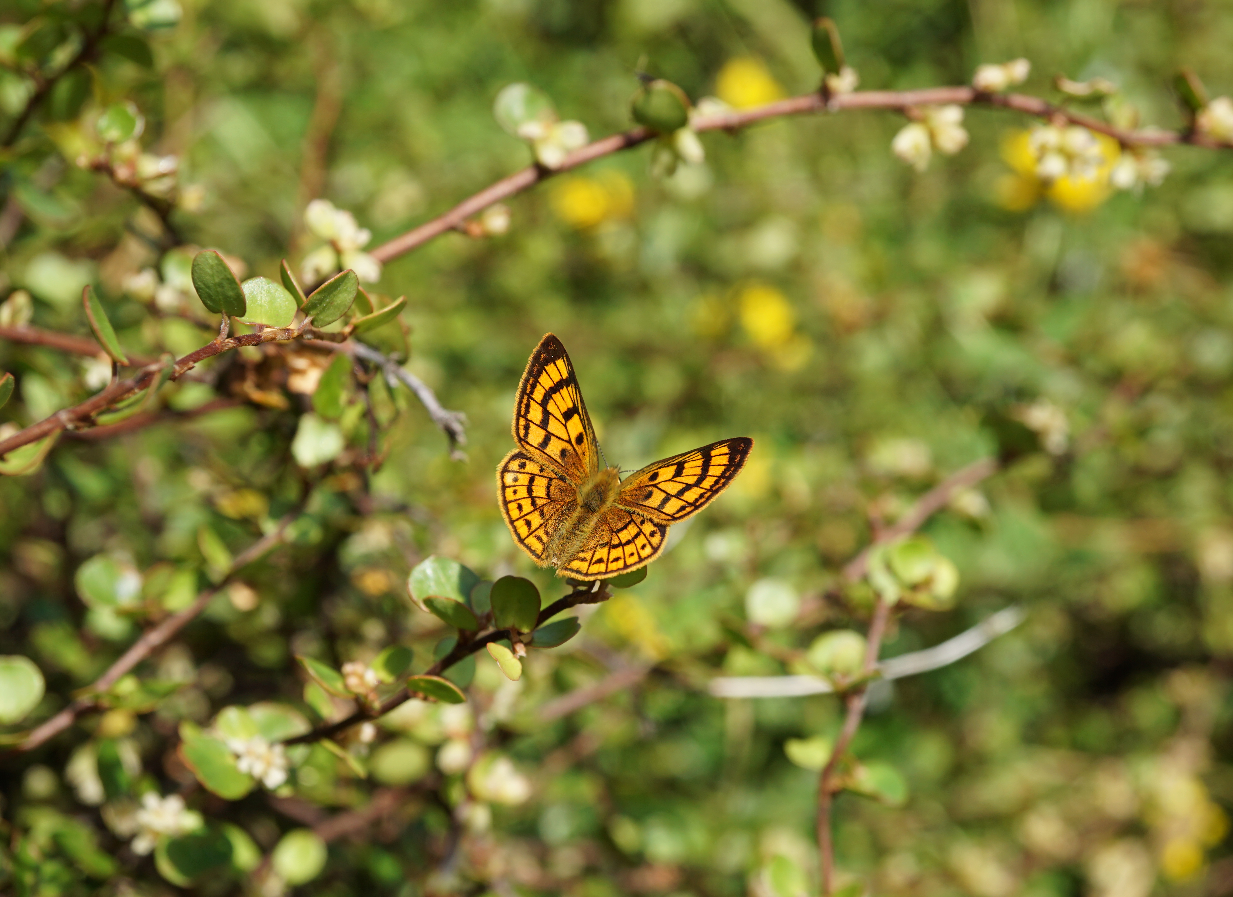 upload.wikimedia.org/wikipedia/commons/b/bf/Rauparaha%27s_copper_%28mokarakare%29_butterfly.jpg