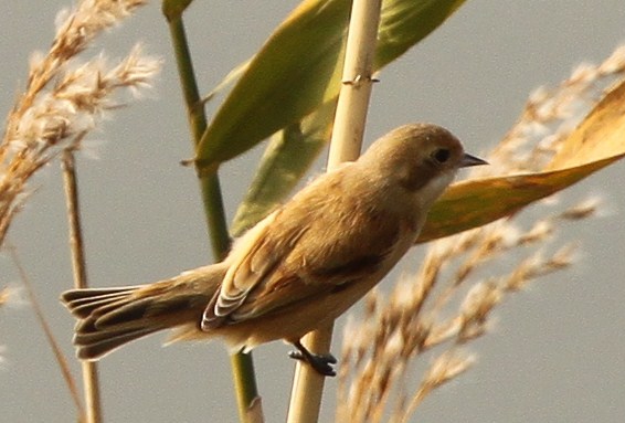 File:Remiz consobrinus southern Japan (cropped).jpg